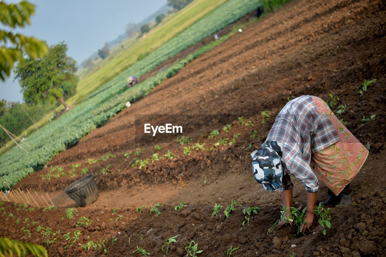 High angle view of woman working on farm