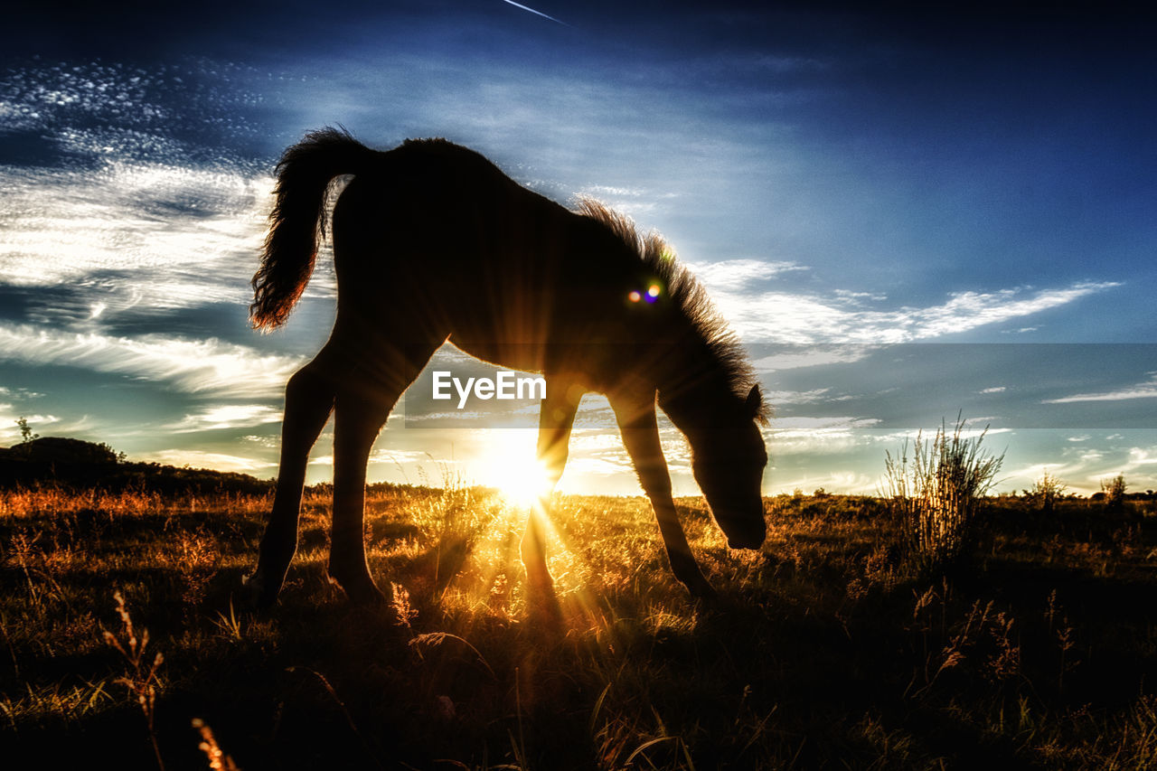 Silhouette horse grazing on field against sky during sunset