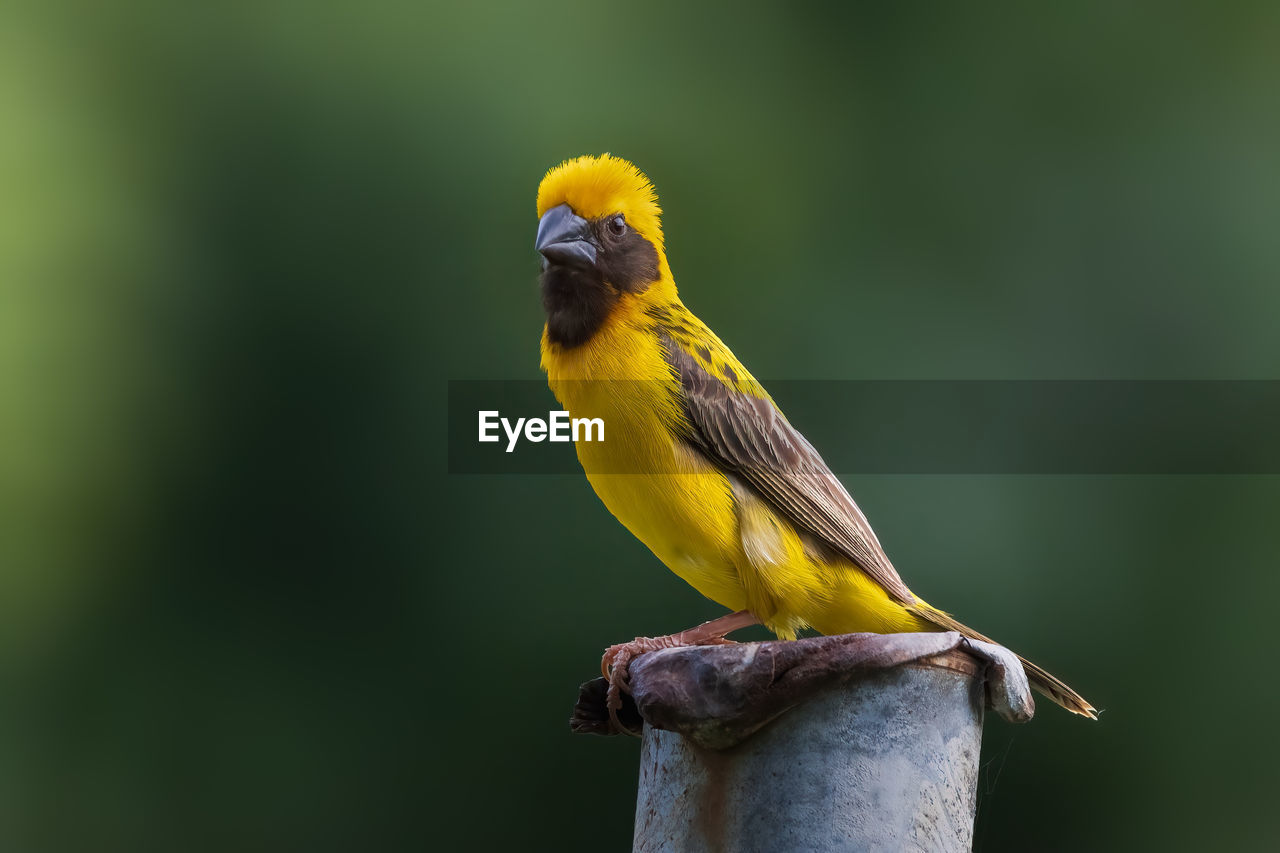 Asian golden weaver perched on steel pipe in the garden