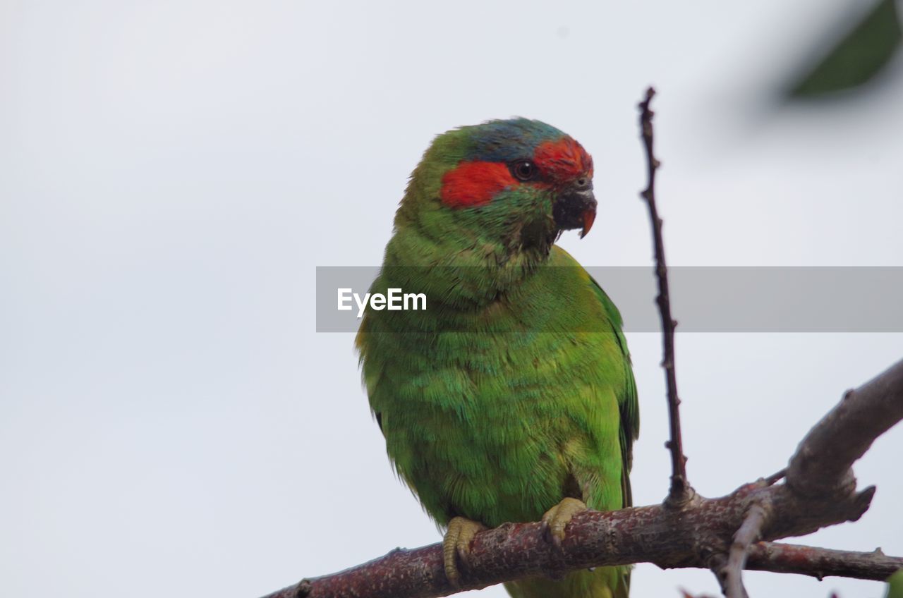 CLOSE-UP OF PARROT PERCHING ON TREE