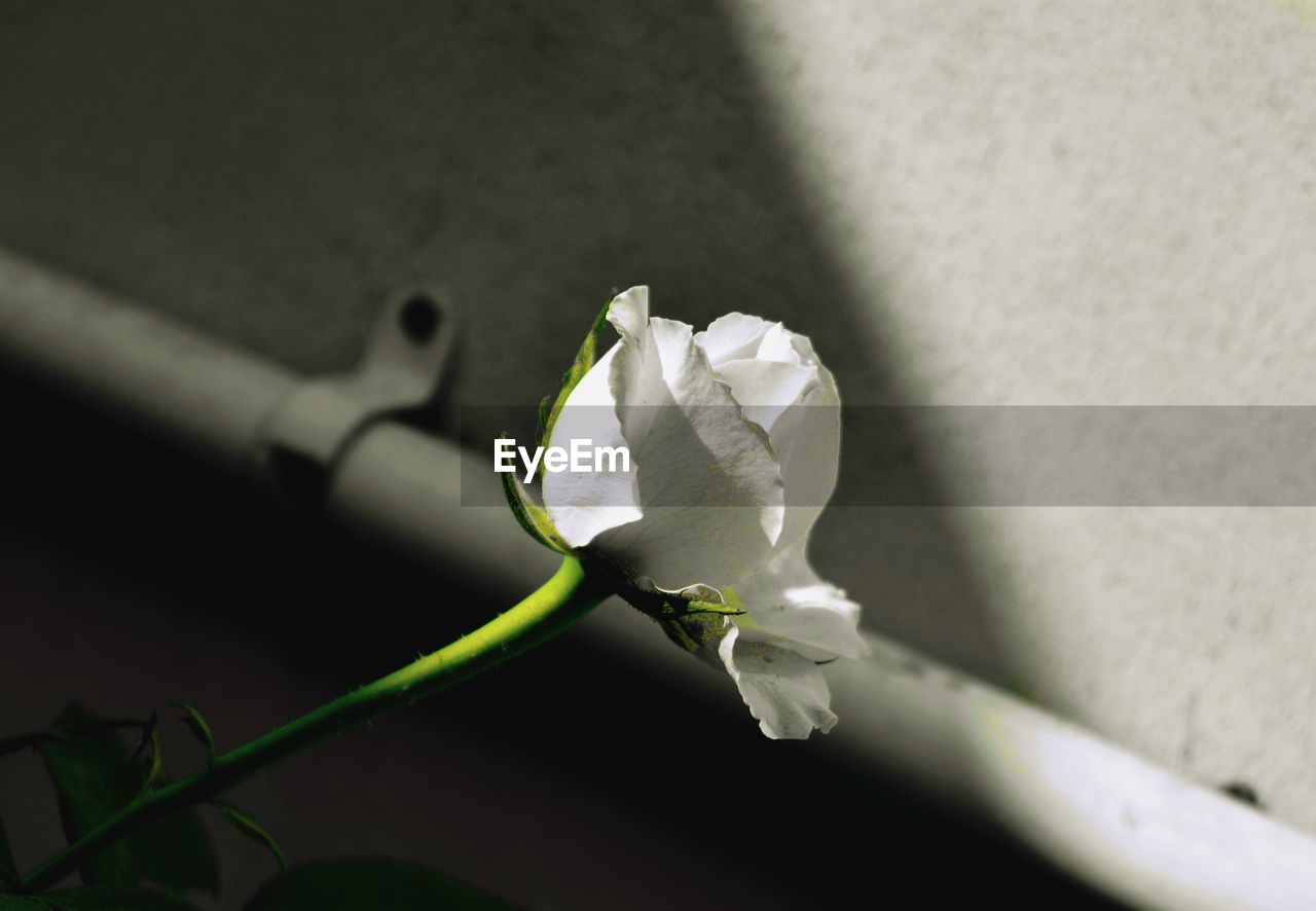 CLOSE-UP OF WHITE ROSE ON LEAF