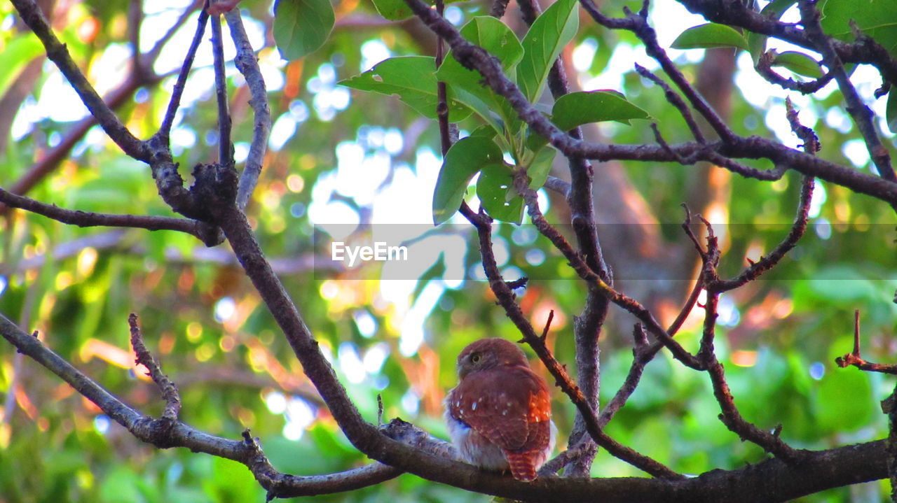 branch, tree, nature, fruit, low angle view, day, no people, outdoors, growth, beauty in nature, animal themes, animals in the wild, bird, food, perching, close-up, freshness