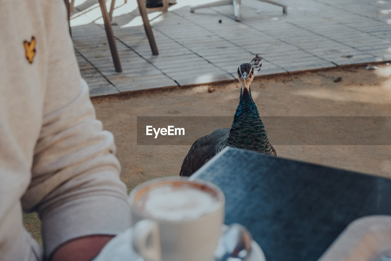 LOW SECTION OF MAN AND BIRD ON COFFEE