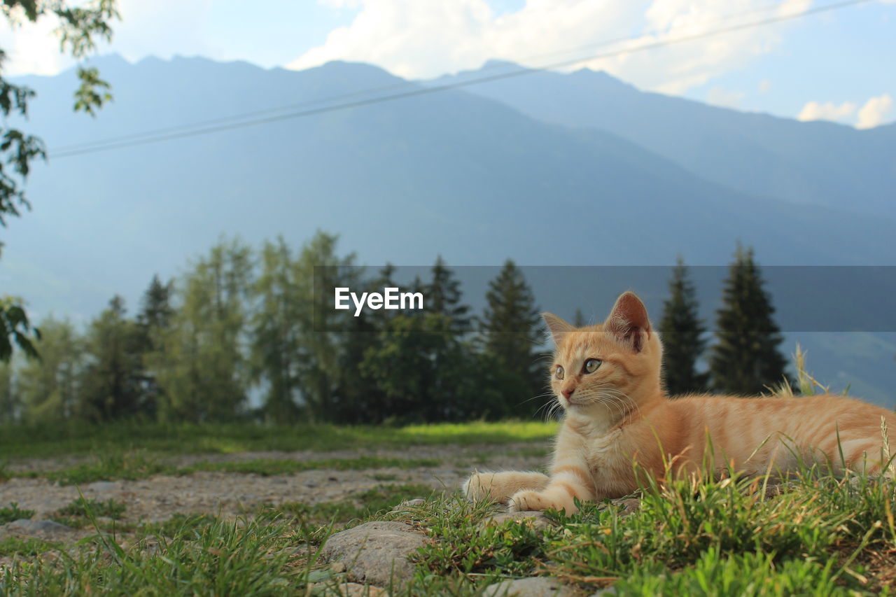 Portrait of a kitten in front of mountains.