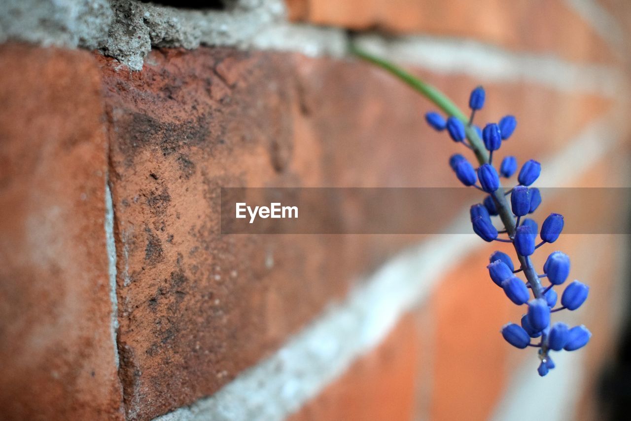 CLOSE-UP OF PURPLE FLOWERING PLANT