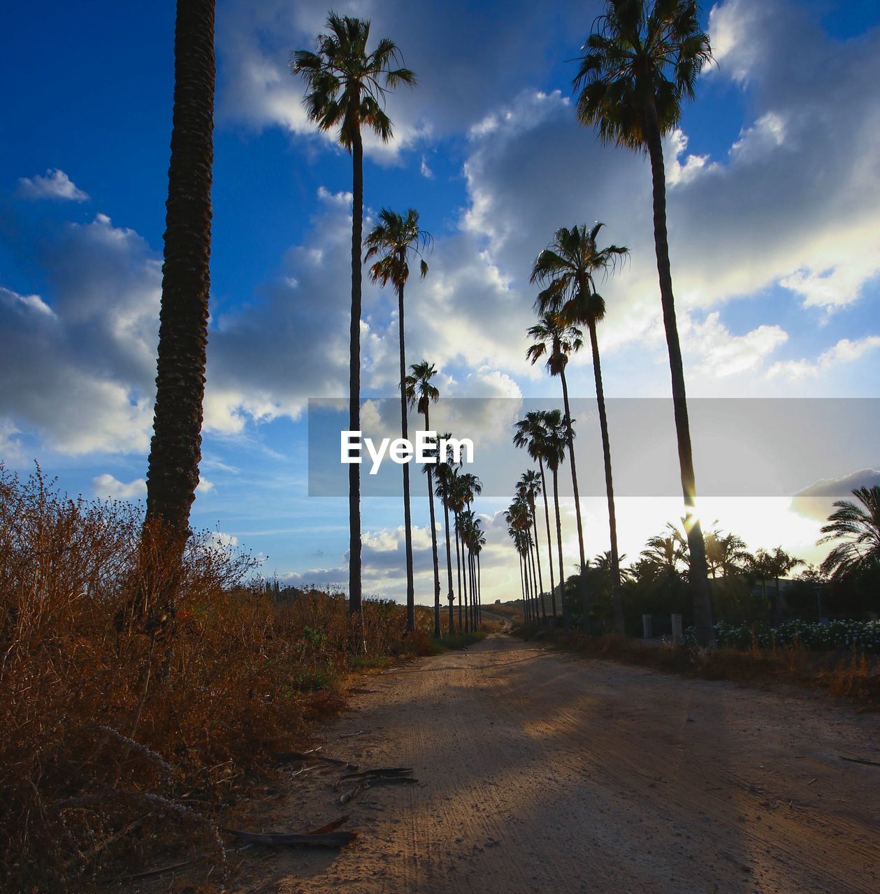 Palm trees at sunset