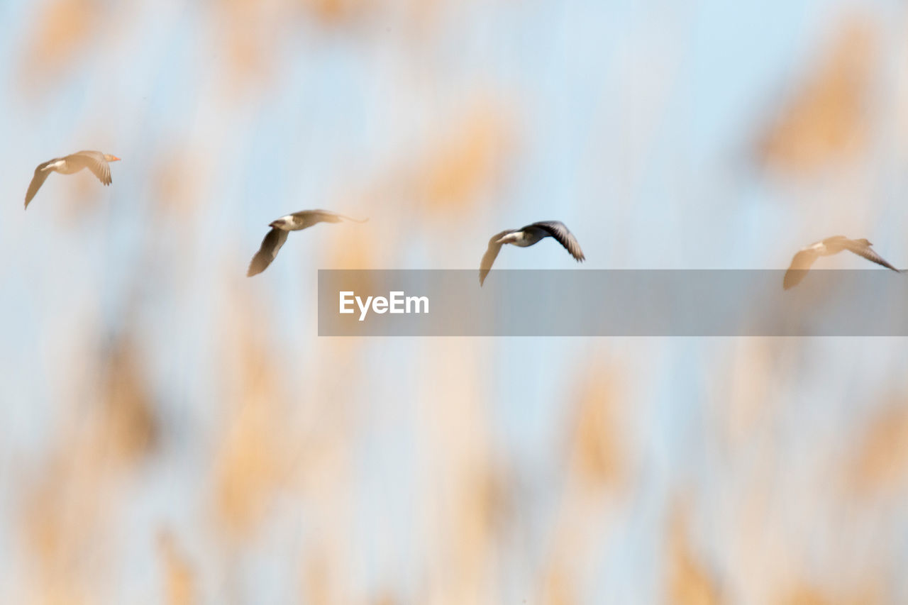 Low angle view of birds flying against sky