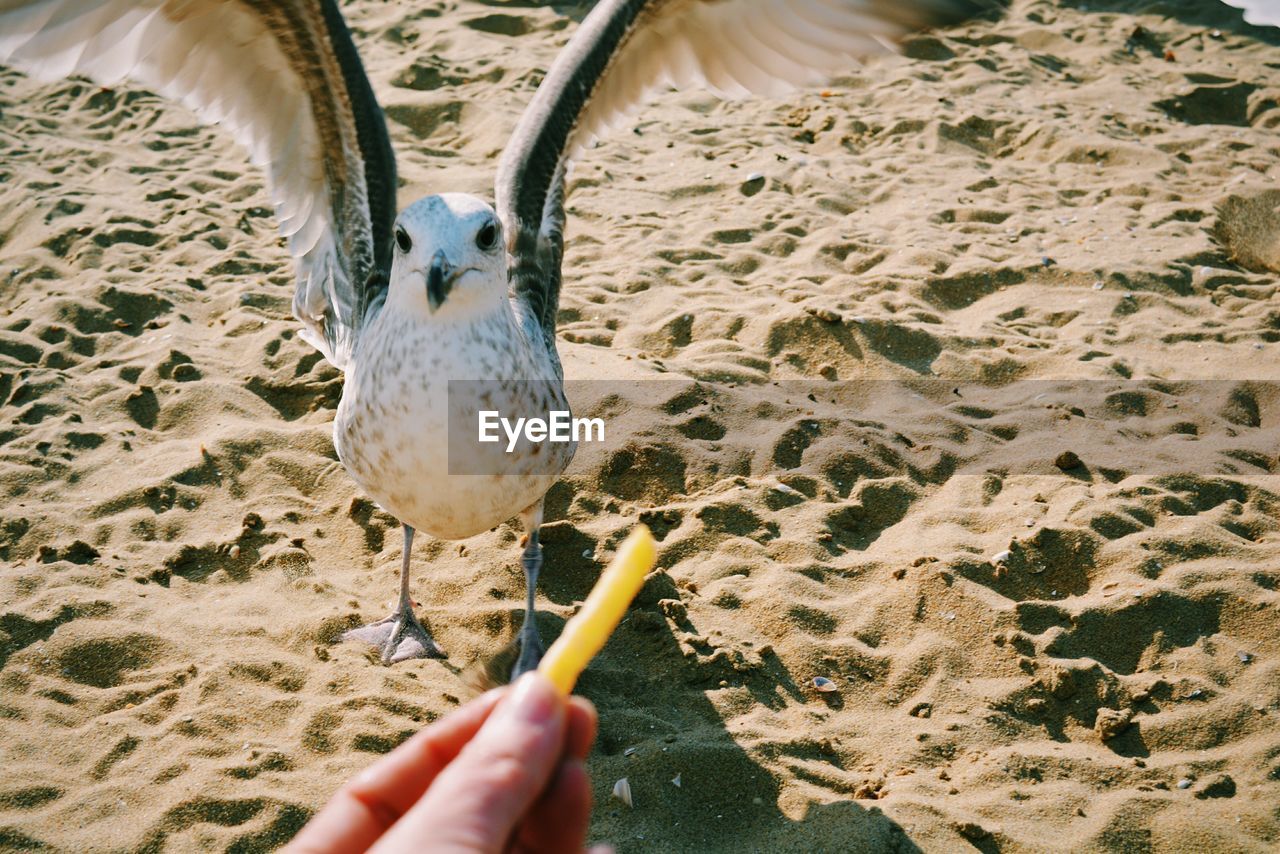 High angle portrait of seagull on sand in front of cropped hand holding french fries