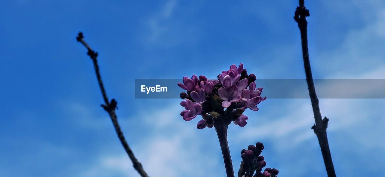 flower, flowering plant, plant, beauty in nature, freshness, sky, nature, blue, fragility, blossom, growth, springtime, petal, cloud, flower head, inflorescence, close-up, no people, pink, low angle view, plant stem, spring, outdoors, macro photography, focus on foreground, branch, day, botany, bud, sunlight, tree, purple