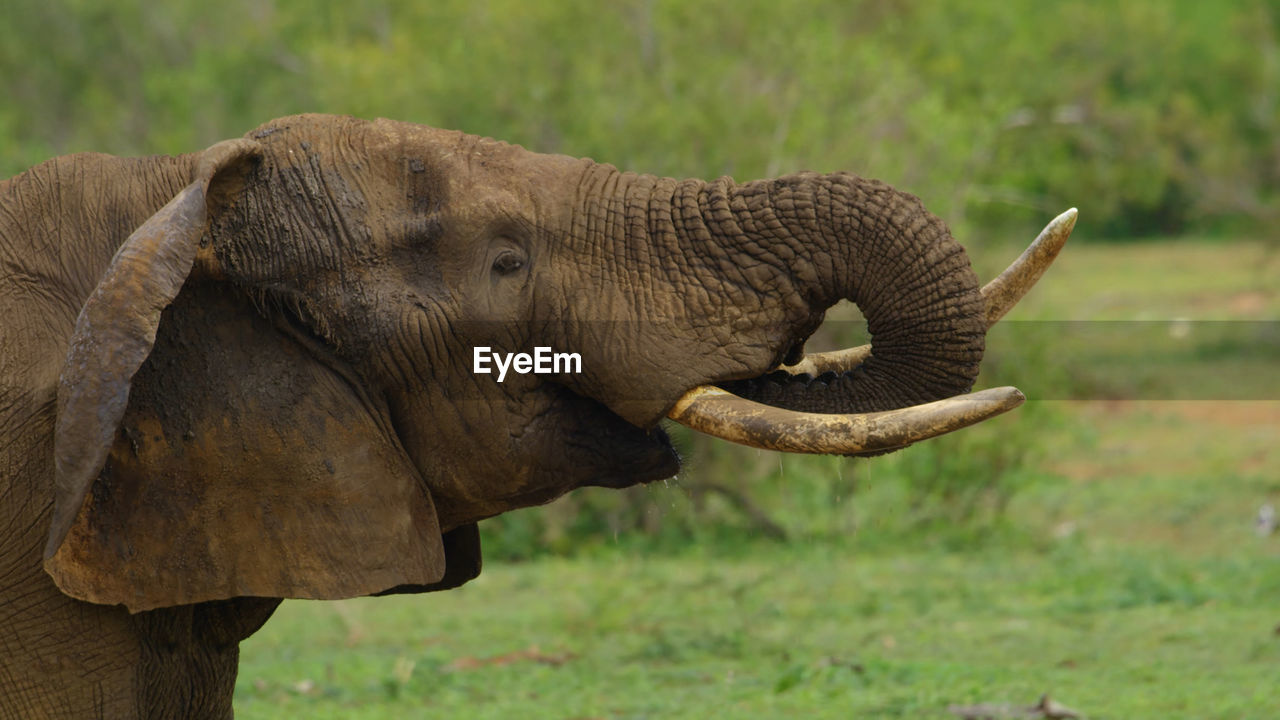 CLOSE-UP OF ELEPHANT ON LAND