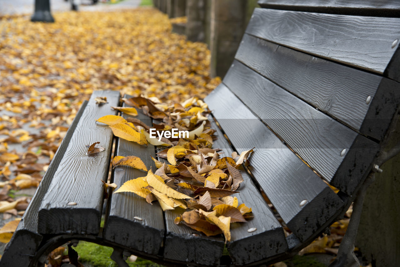 High angle view of autumn leaves fallen on bench