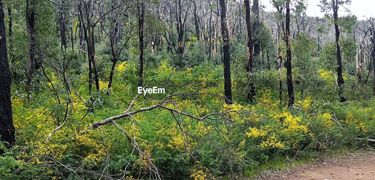 PLANTS GROWING ON LAND