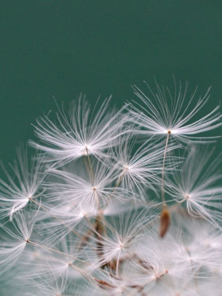 Close-up of dandelions