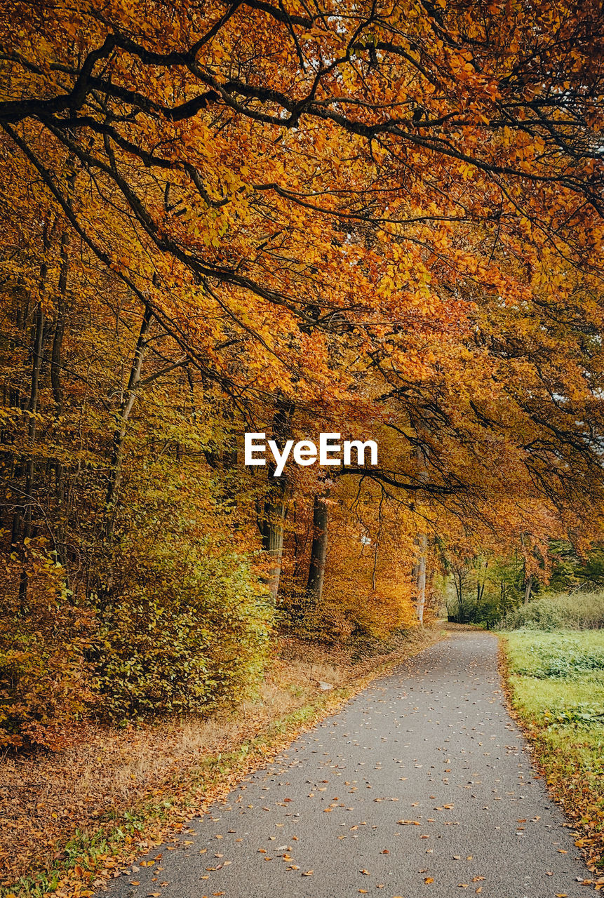 FOOTPATH AMIDST TREES DURING AUTUMN