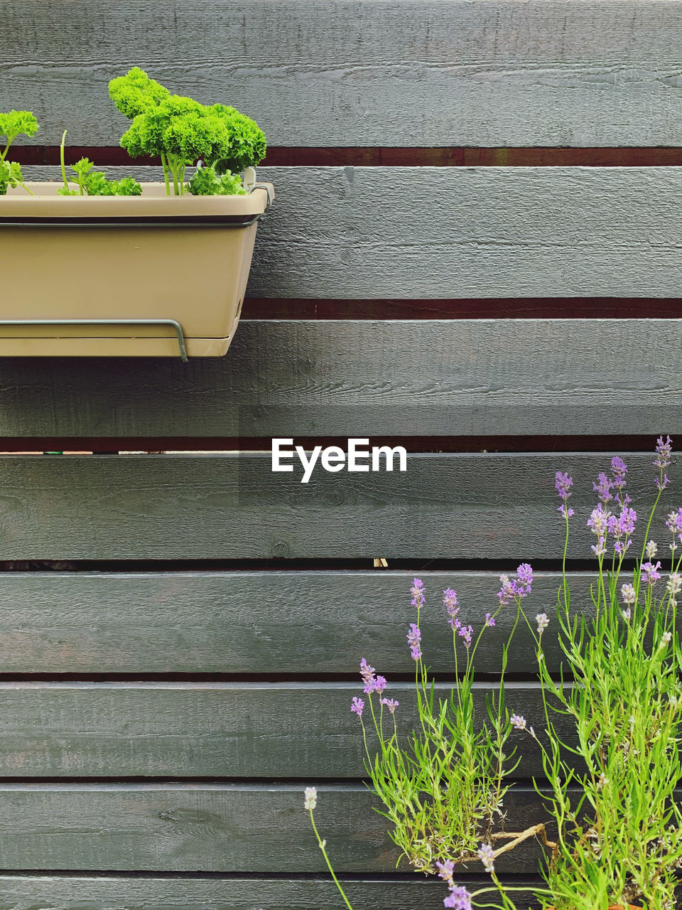 CLOSE-UP OF POTTED PLANTS ON WOODEN WALL