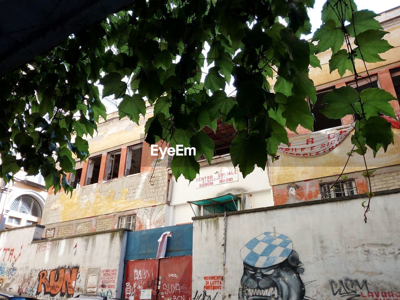 TREES AGAINST BUILDING