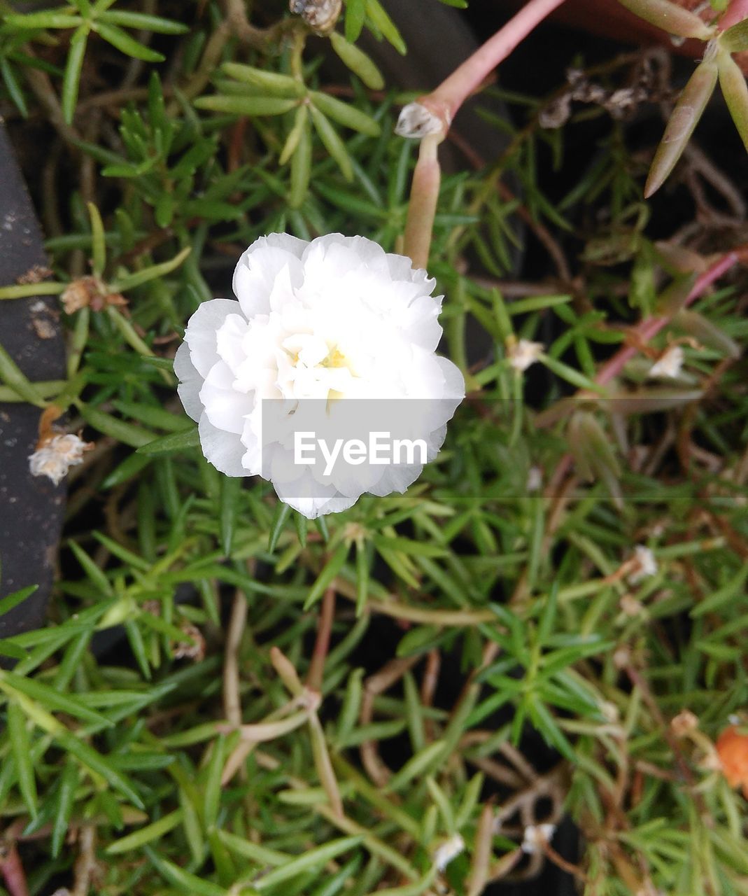 CLOSE-UP OF FLOWER