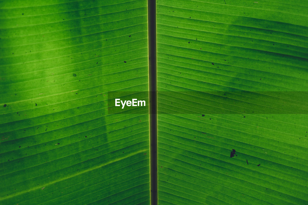 Full frame shot of green banana leaf