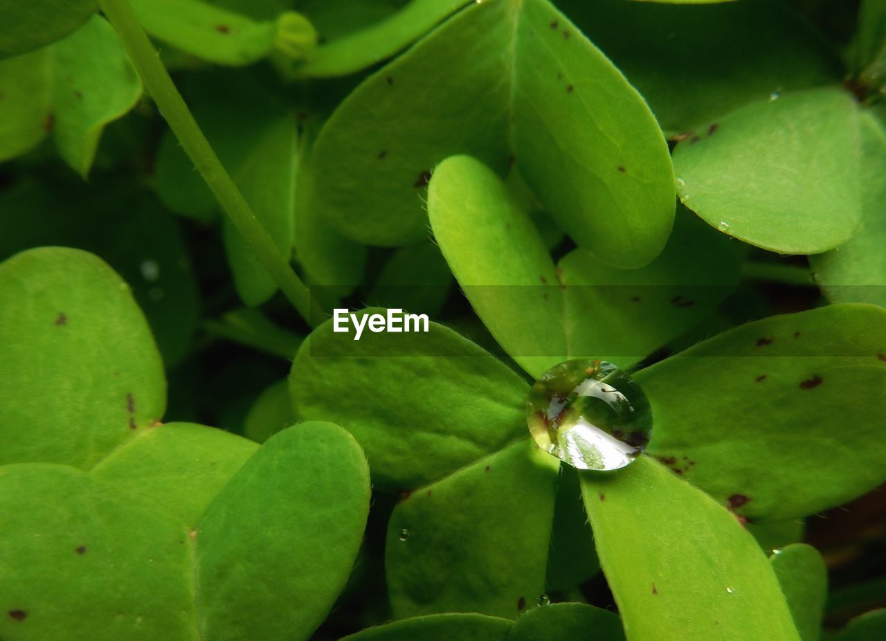 Close-up of green leaves