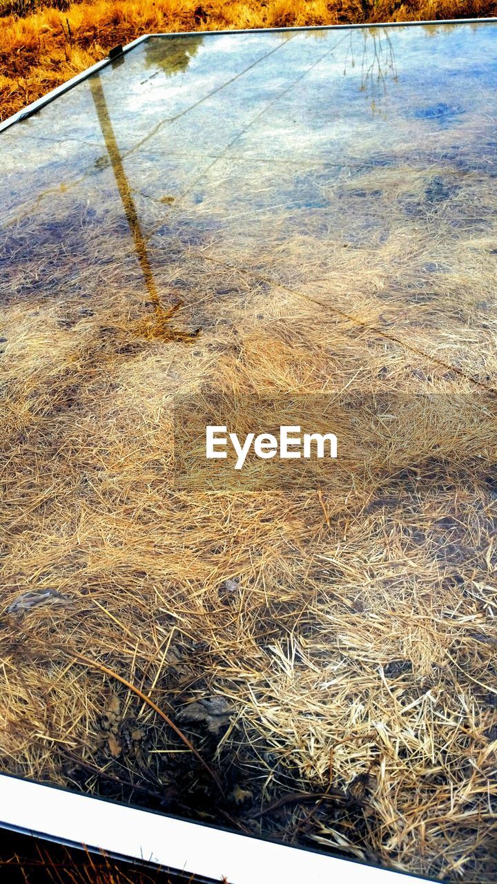 Surface level of hay in shallow water