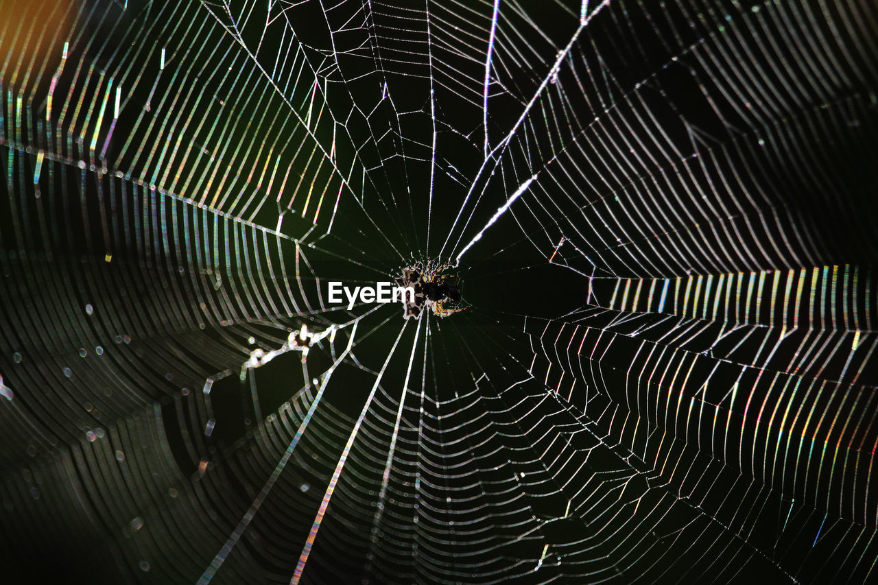 CLOSE-UP OF SPIDER ON WEB AGAINST BLURRED BACKGROUND