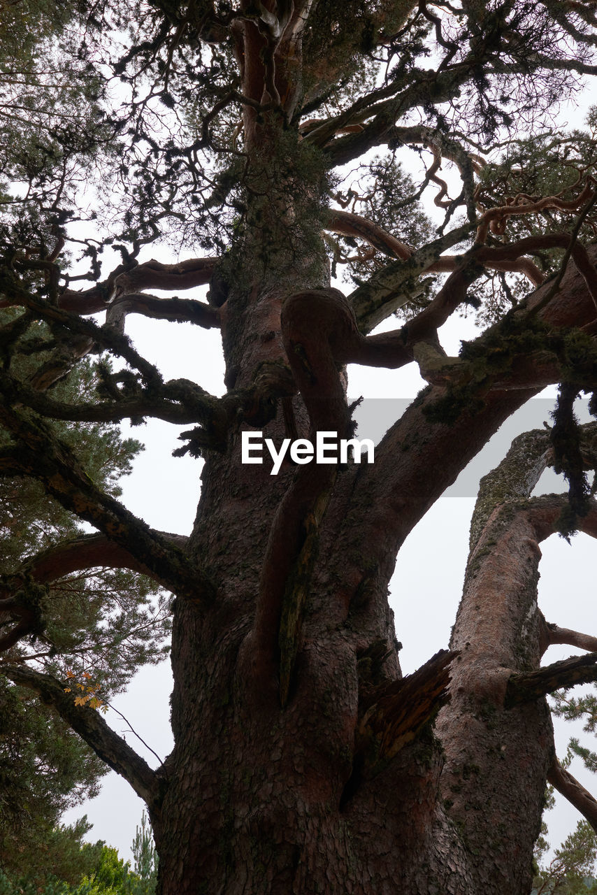 LOW ANGLE VIEW OF TREE AGAINST CLEAR SKY