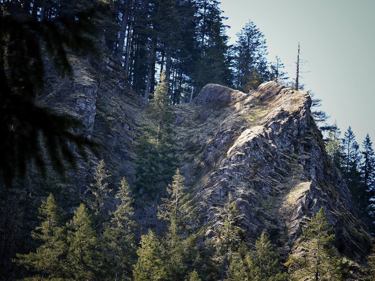 LOW ANGLE VIEW OF TREES