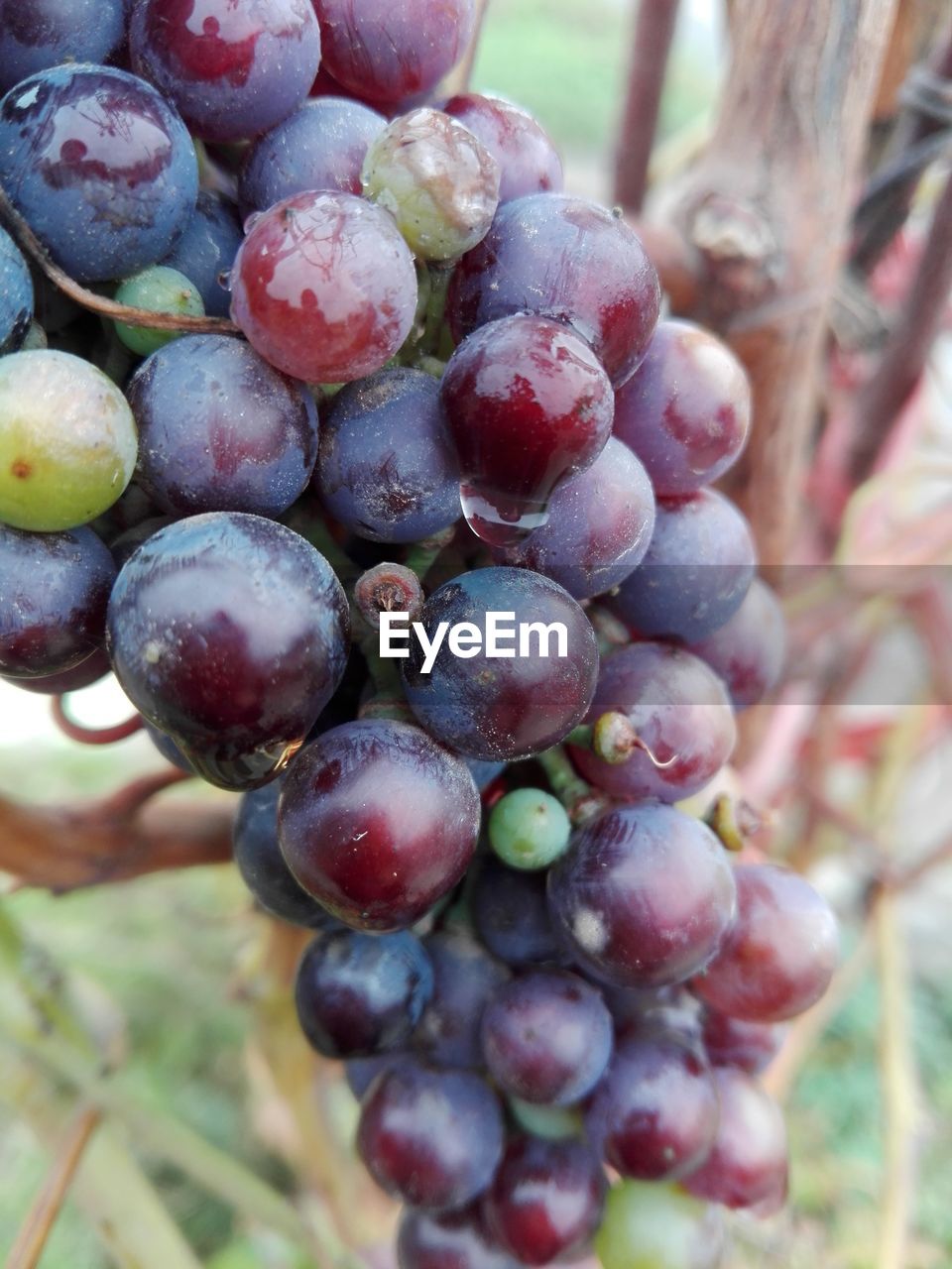 CLOSE-UP OF GRAPES IN FARM