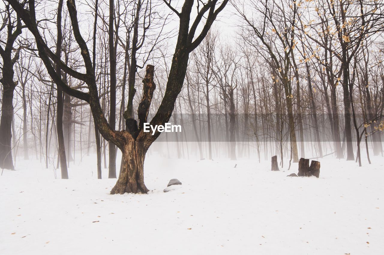 Bare trees on snow covered landscape