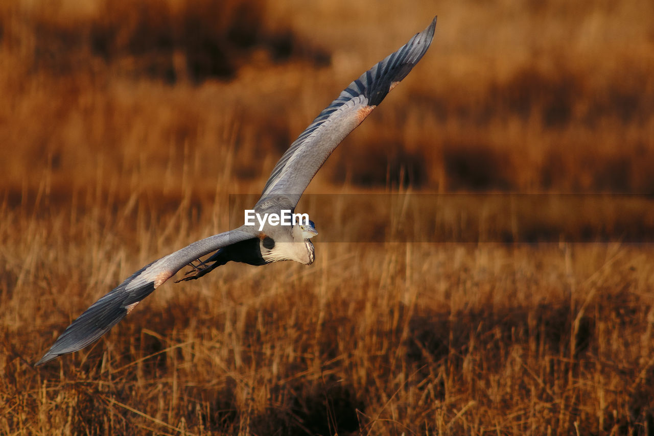 BIRD FLYING OVER A LAND