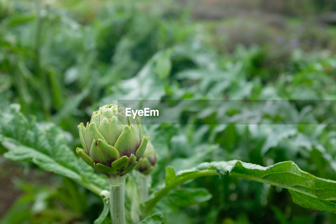 Artichoke flower growing with green foliage background