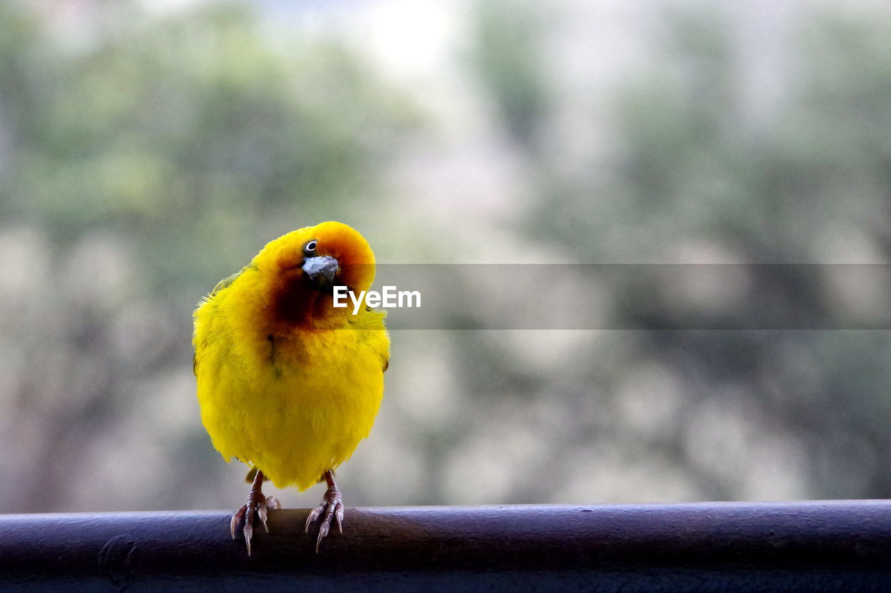 Close-up of parrot perching on railing