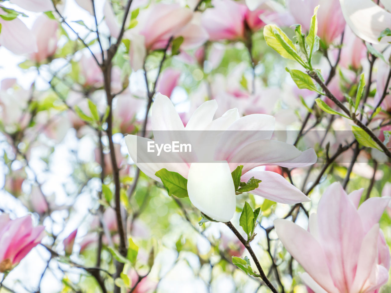 plant, flower, flowering plant, beauty in nature, freshness, pink, blossom, fragility, springtime, tree, nature, growth, close-up, petal, no people, branch, magnolia, spring, flower head, focus on foreground, inflorescence, outdoors, selective focus, white, botany, day, leaf, plant part