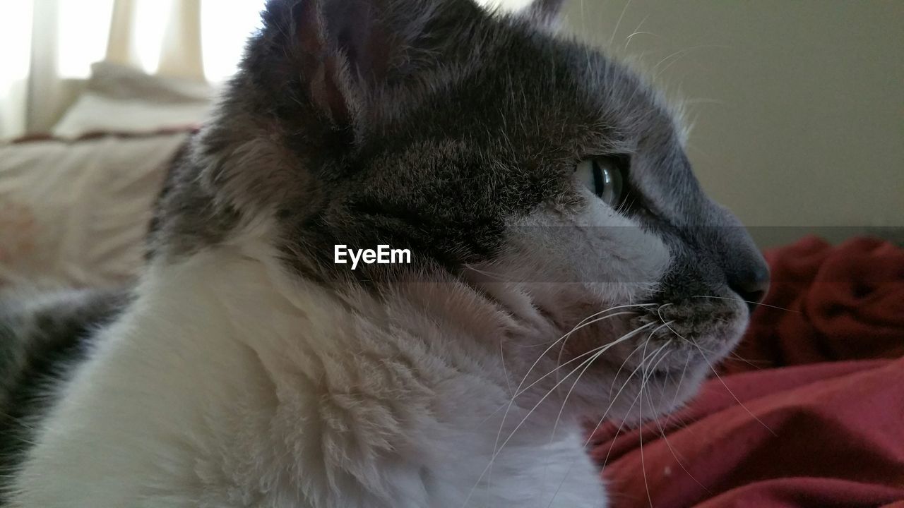 Close-up of cat looking away at home