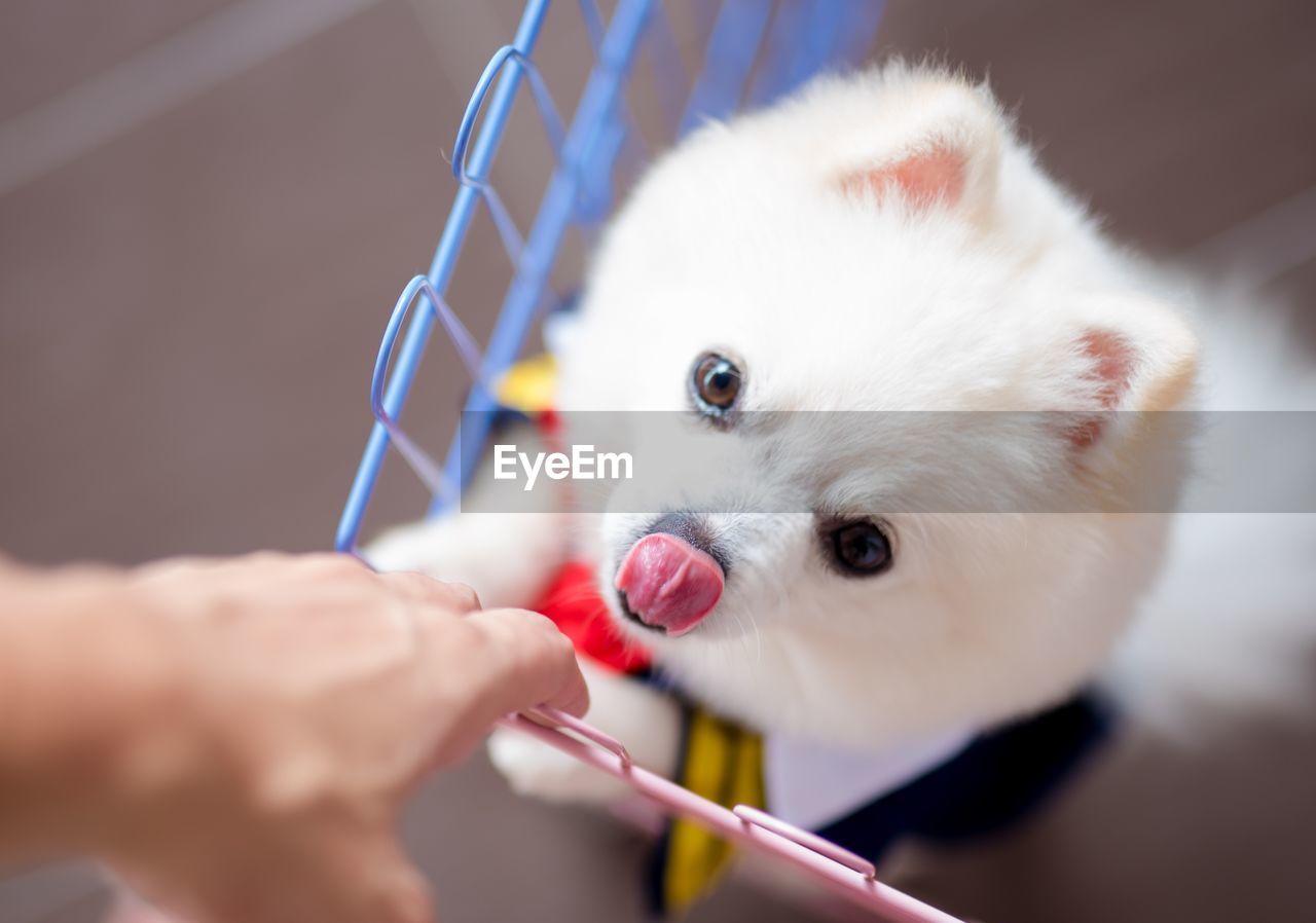 Cropped hand of person with dog standing in shopping cart