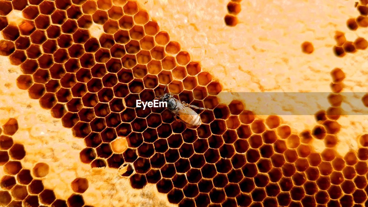 Close-up of bee on the wall