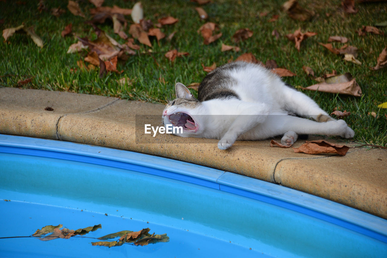 Lazy cat lies and yawns near the swimming pool