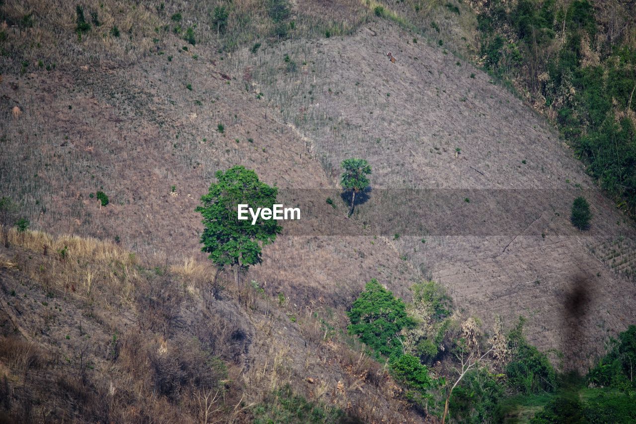 Plants growing on a tree