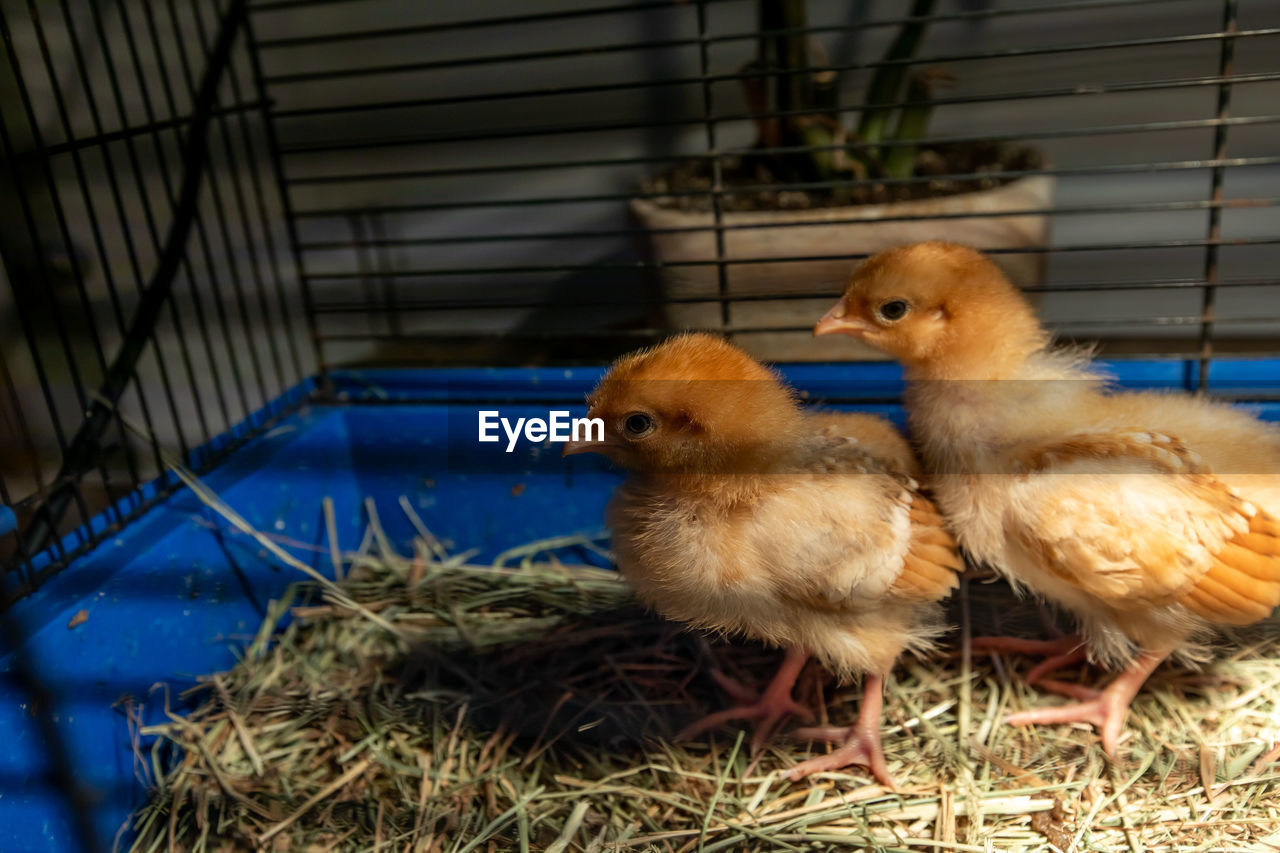 CLOSE-UP OF A DUCK IN CAGE