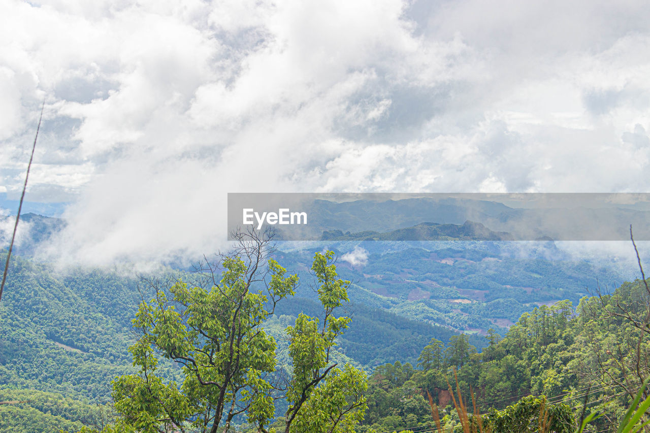 SCENIC VIEW OF TREES ON MOUNTAIN AGAINST SKY