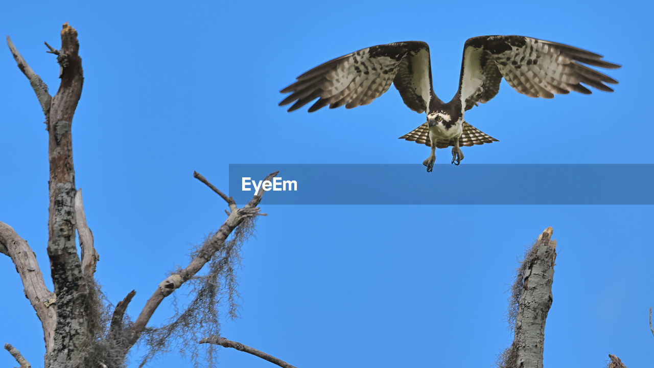 Osprey flying mid-air blue sky over trees