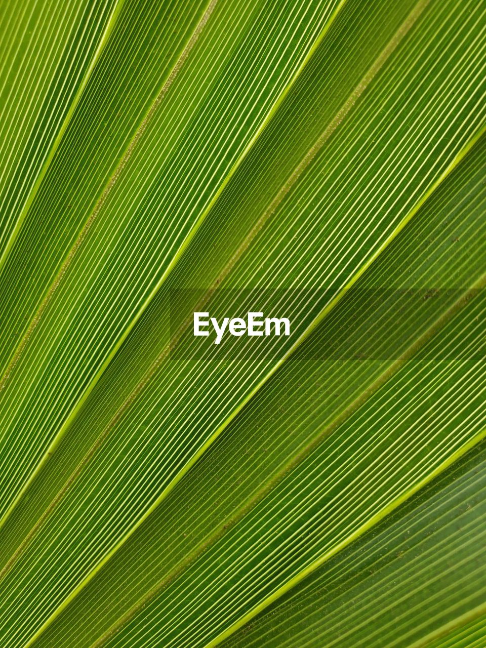 FULL FRAME OF PALM LEAVES