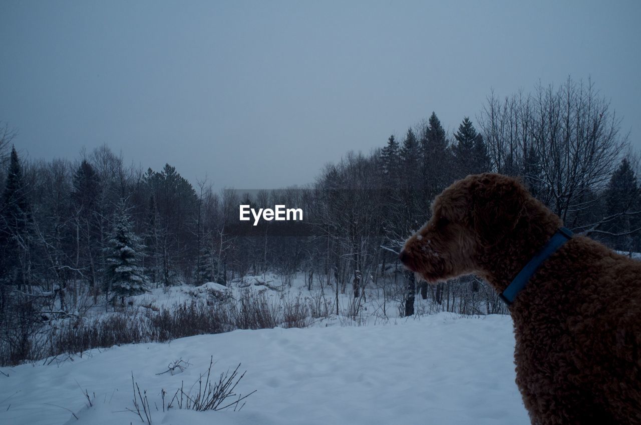 SNOW COVERED FIELD