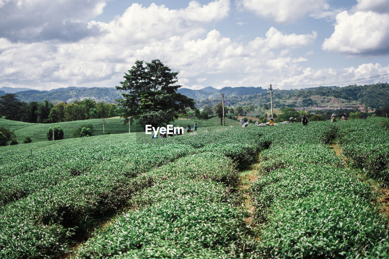 Scenic view of agricultural field against sky tea plantation