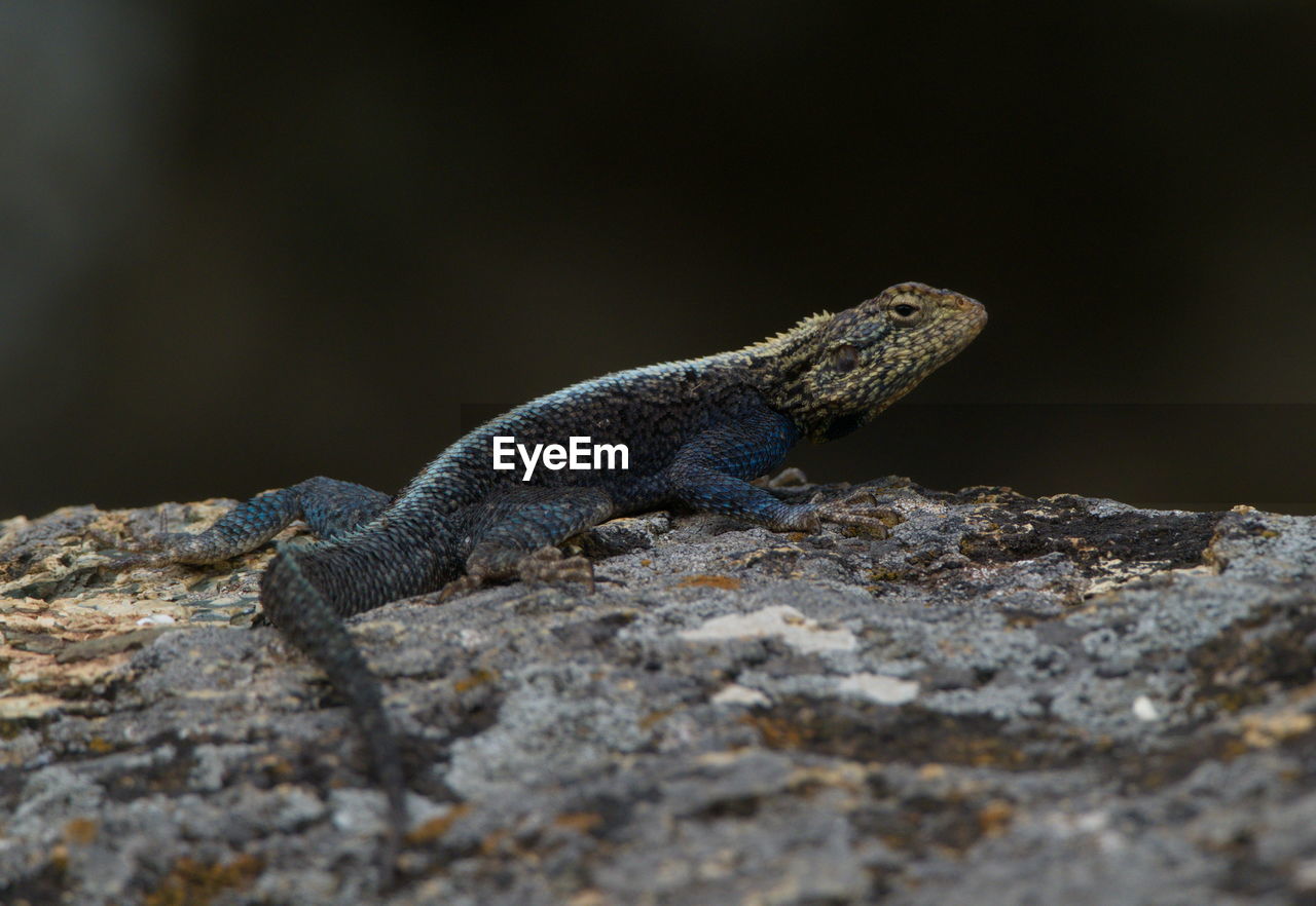 Closeup portrait of a rainbow agama agama agama sunbaking on rocks lake tana, gorgora, ethiopia.