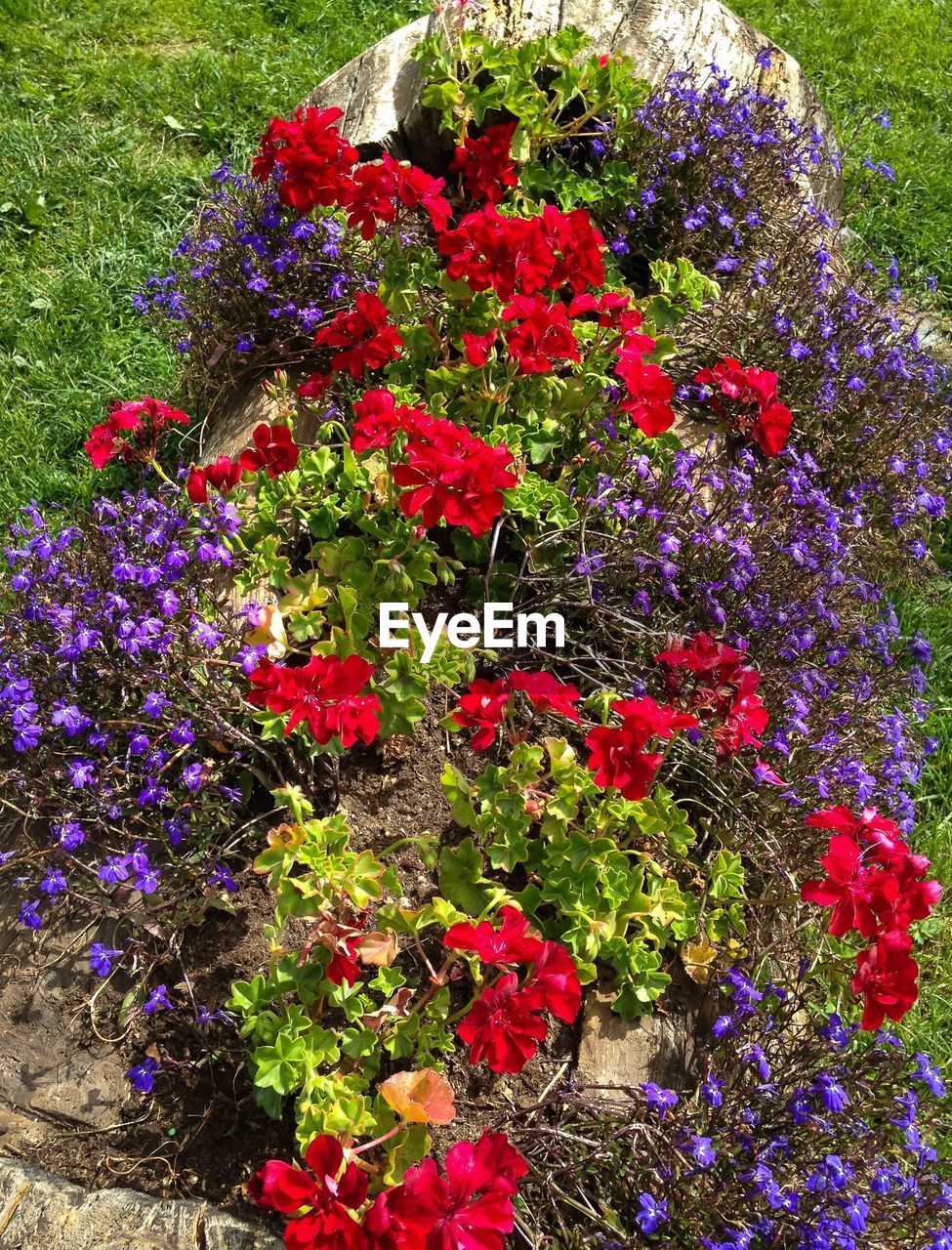 Lots of colors in small flowers. Le Fayet. France. Flower Growth Nature Summer Beauty In Nature Plant Freshness Fragility Red No People Day Outdoors Flower Head Popular Photos Exceptional Photographs EyeEm Gallery The Week On EyeEm IPhoneography Mix Yourself A Good Time
