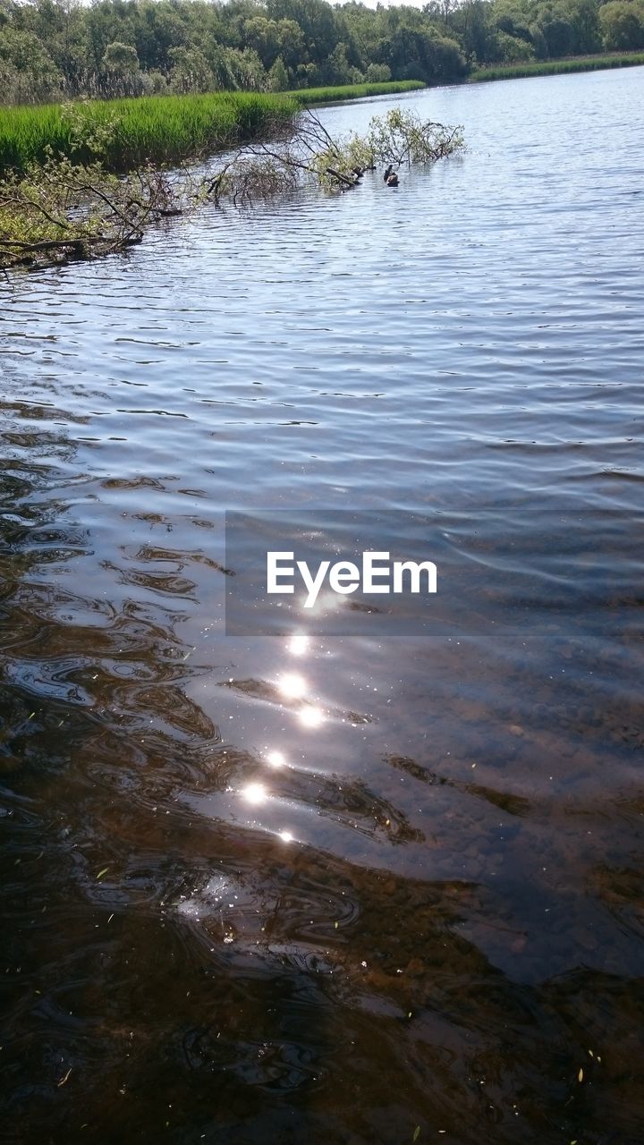 REFLECTION OF TREE IN LAKE