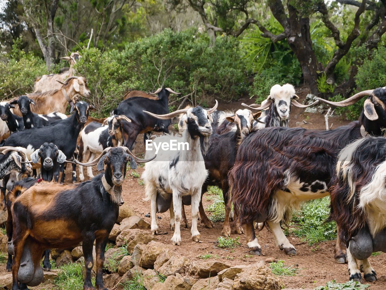 A herd of goats living in the wild in a cripple heather forest near teno alto in the teno mountains.