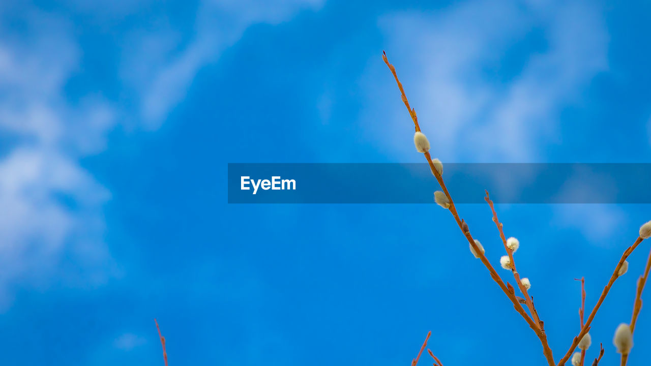 CLOSE-UP OF PLANTS AGAINST BLUE SKY