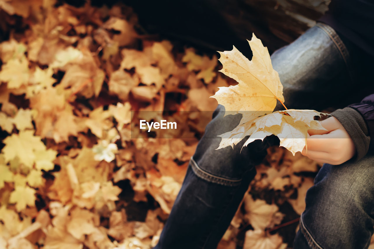 Teen boy holding golden maple leaves. walk in park on autumn day.